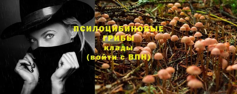 Галлюциногенные грибы Psilocybine cubensis  где можно купить   mega зеркало  Петушки 